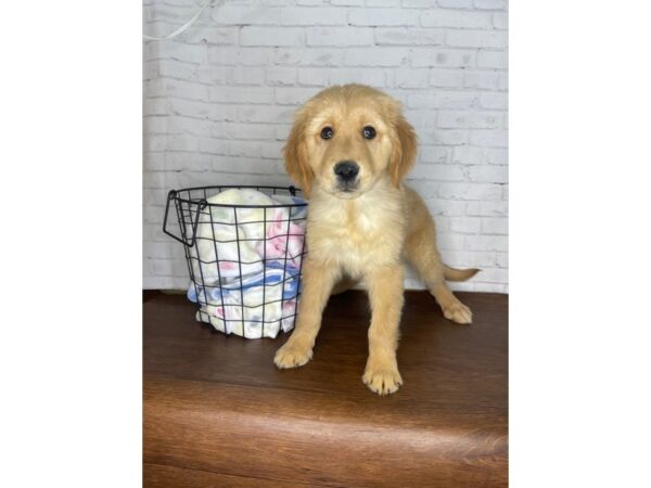 Golden Retriever DOG Male Golden 3362 Petland Florence, Kentucky