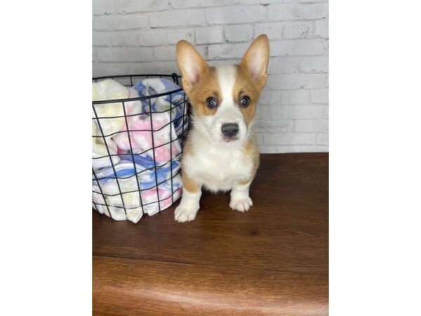 Pembroke Welsh Corgi DOG Female Sable / White 3363 Petland Florence, Kentucky