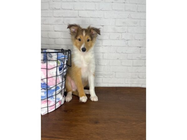 Shetland Sheepdog DOG Male Sable / White 3375 Petland Florence, Kentucky