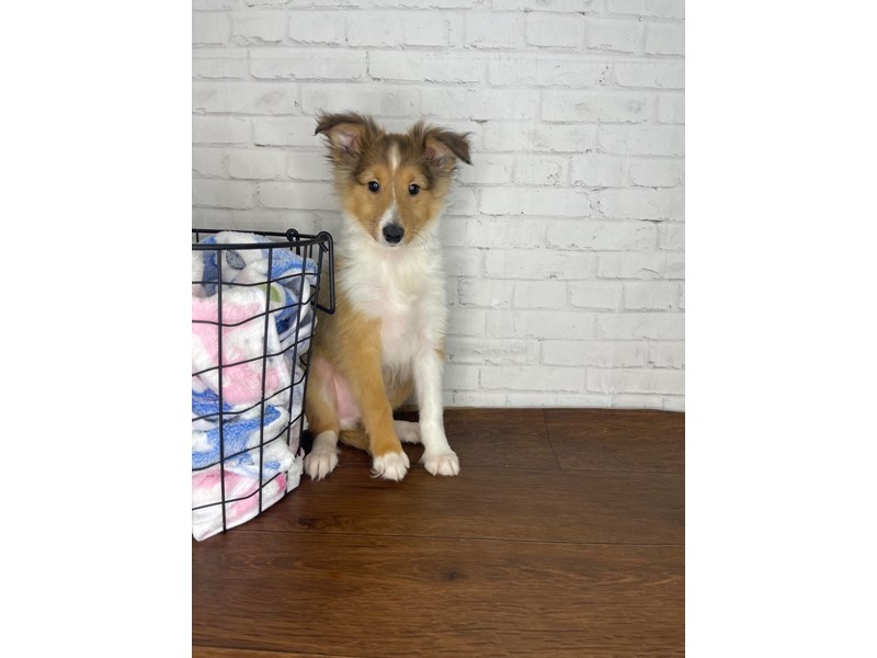 Shetland Sheepdog-Male-Sable / White-3990639-Petland Florence
