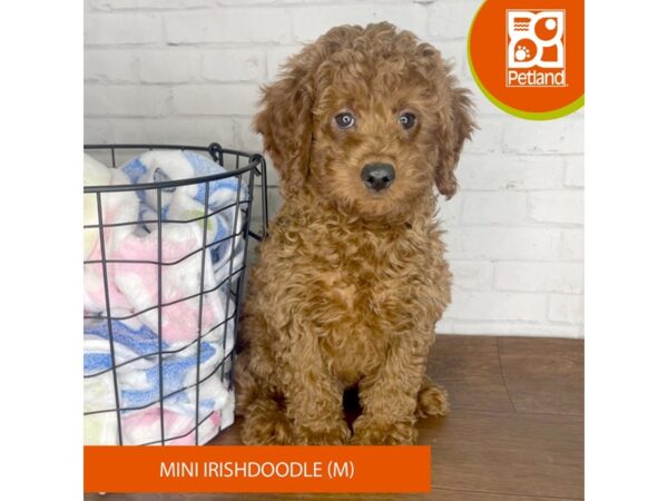 Irishdoodle Mini-DOG-Male-Red-3365-Petland Florence, Kentucky