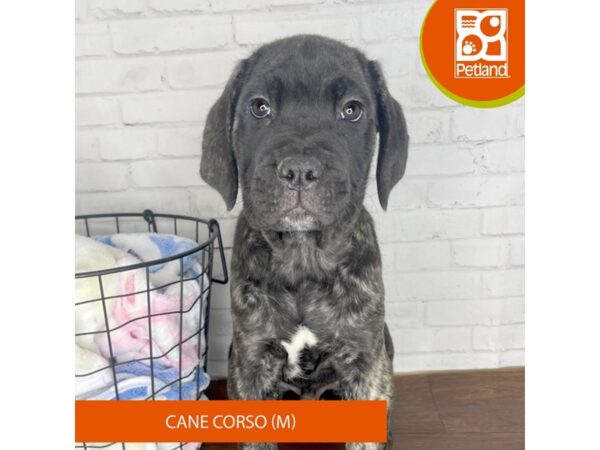 Cane Corso-DOG-Male-Brindle-3366-Petland Florence, Kentucky