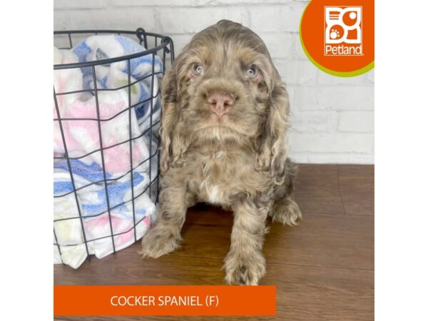 Cocker Spaniel-DOG-Female-Chocolate Merle-3367-Petland Florence, Kentucky