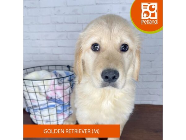 Golden Retriever DOG Male Golden 3368 Petland Florence, Kentucky