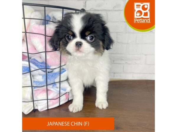 Japanese Chin-DOG-Female-Black / White-3369-Petland Florence, Kentucky