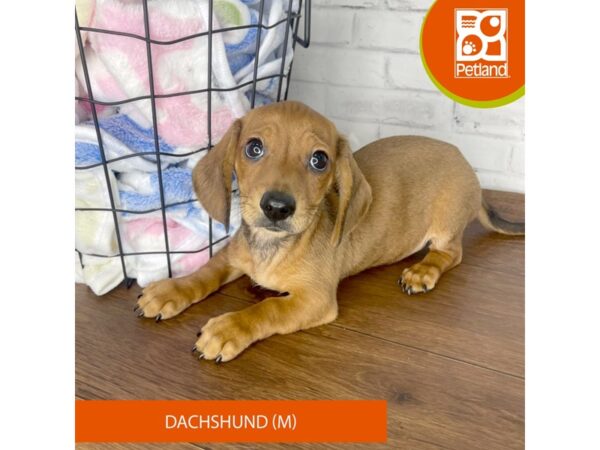 Dachshund DOG Male Red 3370 Petland Florence, Kentucky