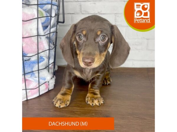 Dachshund DOG Male Chocolate / Tan 3371 Petland Florence, Kentucky