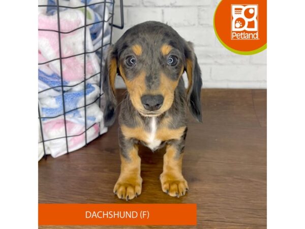 Dachshund DOG Female Black / Tan 3373 Petland Florence, Kentucky