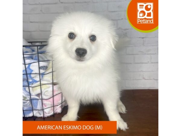 American Eskimo Dog-DOG-Male-White-3387-Petland Florence, Kentucky