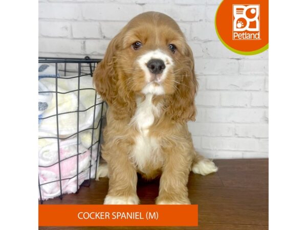 Cocker Spaniel-DOG-Male-Red-3385-Petland Florence, Kentucky