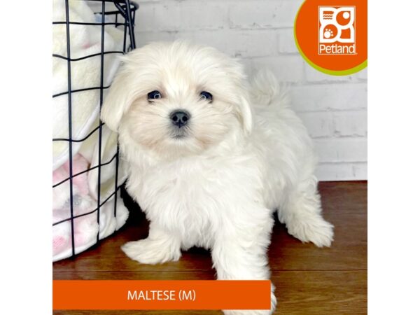 Maltese Dog Male White 3384 Petland Florence, Kentucky