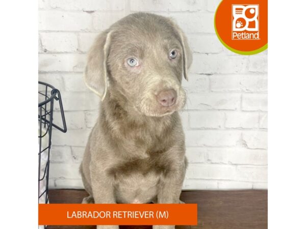 Labrador Retriever DOG Male Silver 3380 Petland Florence, Kentucky