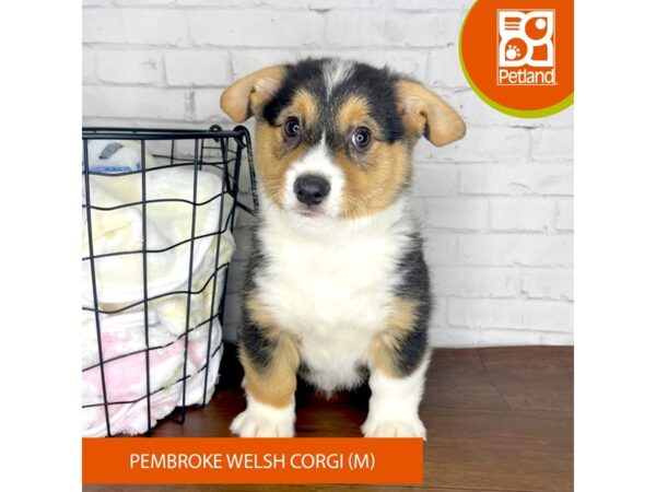 Pembroke Welsh Corgi DOG Male Black Tan / White 3379 Petland Florence, Kentucky