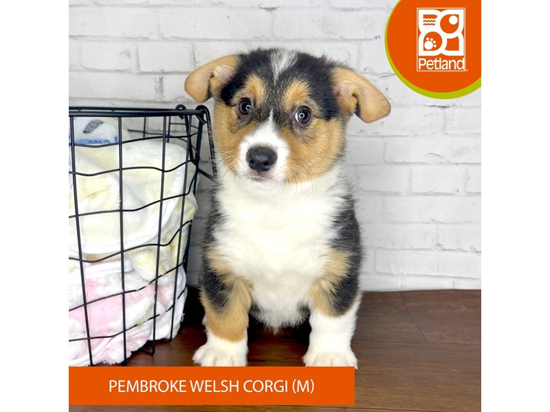 Pembroke Welsh Corgi-Male-Black Tan / White-4002423-Petland Florence