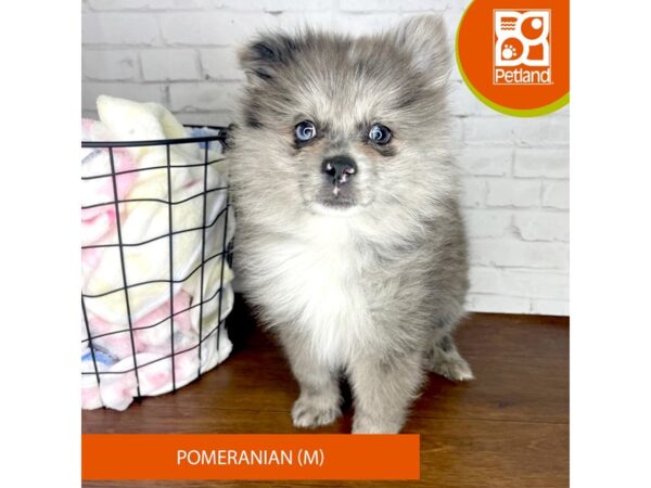 Pomeranian-DOG-Male-Blue Merle-3377-Petland Florence, Kentucky