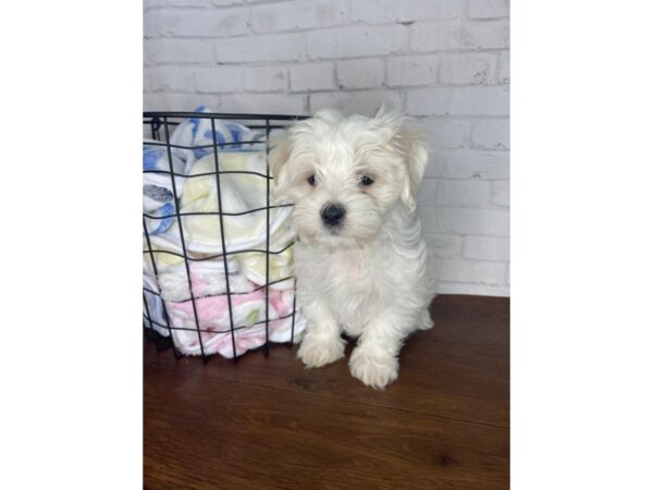 Maltese DOG Male White 3391 Petland Florence, Kentucky