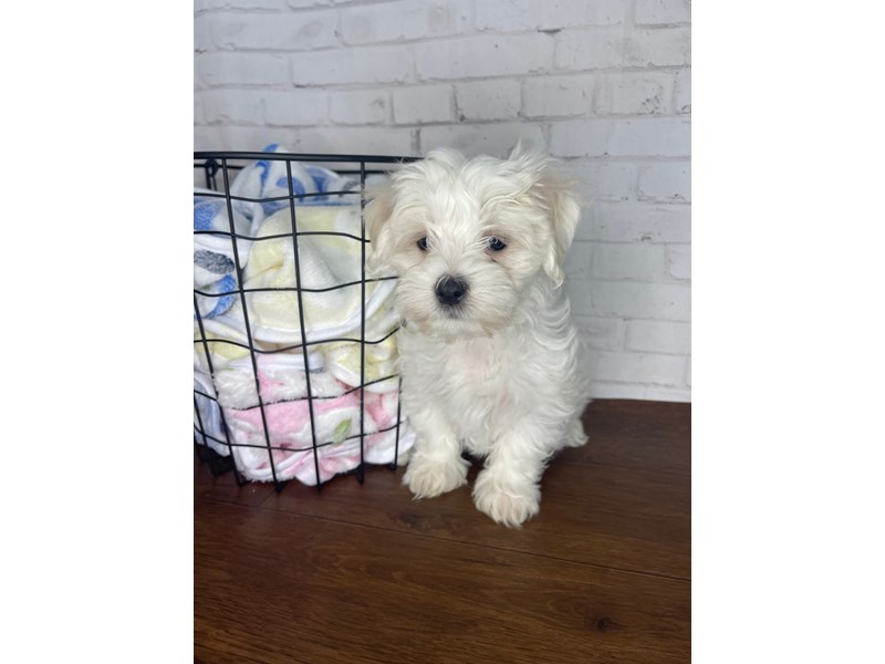 Maltese-Male-White-3998892-Petland Florence