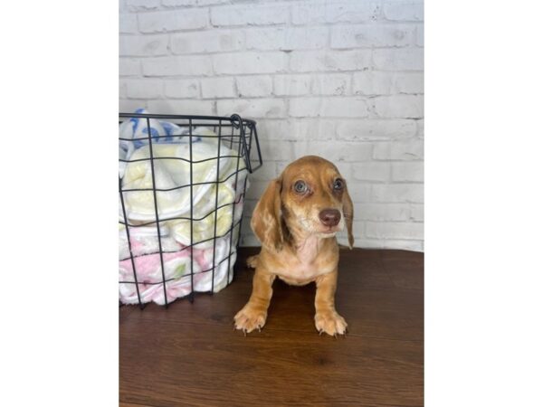 Dachshund DOG Male Red 3389 Petland Florence, Kentucky