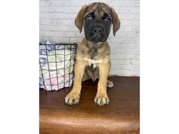 Mastiff DOG Male Fawn 3378 Petland Florence, Kentucky