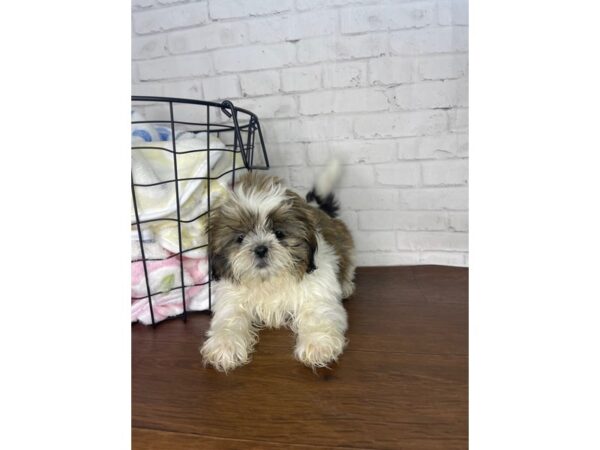 Shih Tzu DOG Female Gold / White 3394 Petland Florence, Kentucky