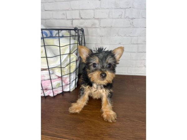 Silky Terrier DOG Female Black / Tan 3395 Petland Florence, Kentucky