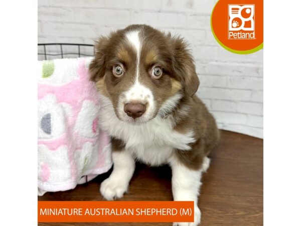 Miniature Australian Shepherd-DOG-Male-Red Tan / White-3409-Petland Florence, Kentucky