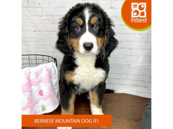 Bernese Mountain Dog-DOG-Female-Tri-Colored-3407-Petland Florence, Kentucky