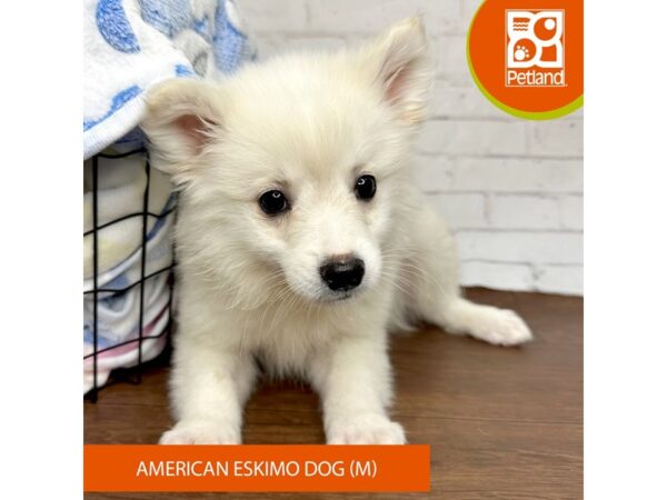 American Eskimo Dog DOG Male White 3405 Petland Florence, Kentucky