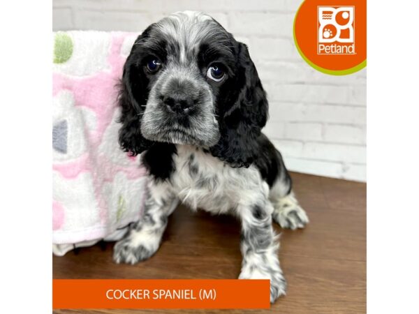 Cocker Spaniel DOG Male Black / White 3406 Petland Florence, Kentucky