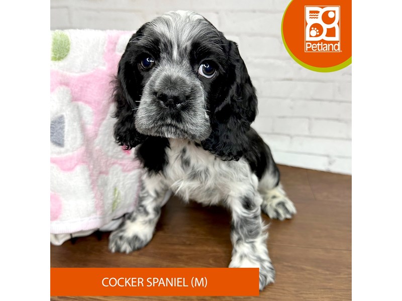 Cocker Spaniel-Male-Black / White-4009720-Petland Florence