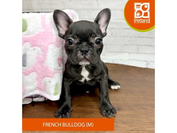 French Bulldog DOG Male Black Brindle 3404 Petland Florence, Kentucky