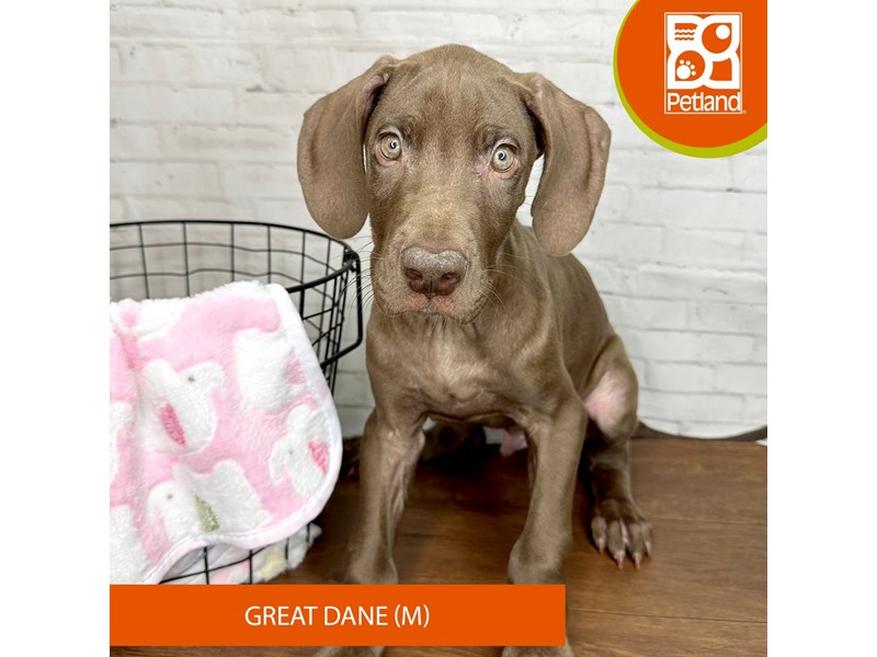Great Dane-Male-Chocolate-4009726-Petland Florence