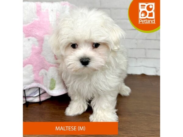 Maltese-Dog-Male-White-3400-Petland Florence, Kentucky