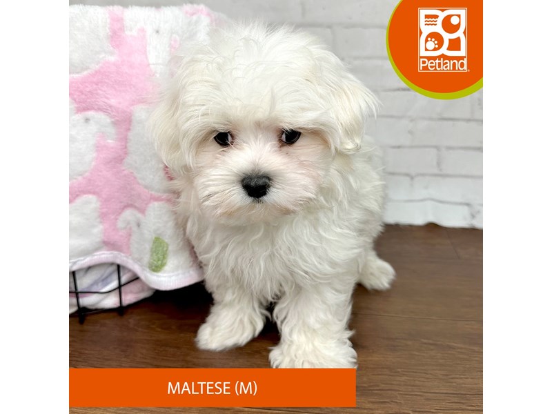 Maltese-Male-White-4009724-Petland Florence