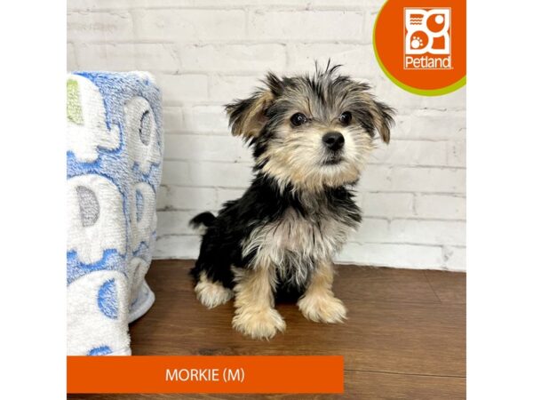 Morkie DOG Male Black / Tan 3398 Petland Florence, Kentucky