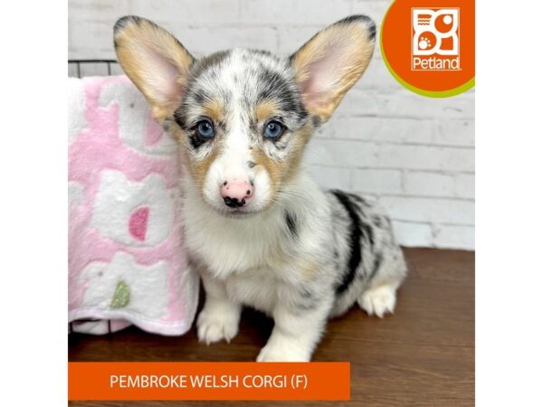 Pembroke Welsh Corgi DOG Female Blue Merle 3401 Petland Florence, Kentucky