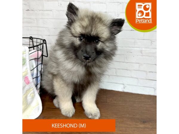 Keeshond DOG Male Black / Silver 3397 Petland Florence, Kentucky