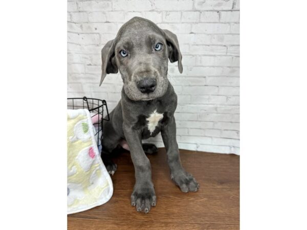 Great Dane DOG Male Gray 3411 Petland Florence, Kentucky