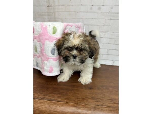 Malshi-DOG-Male-Sable / White-3403-Petland Florence, Kentucky