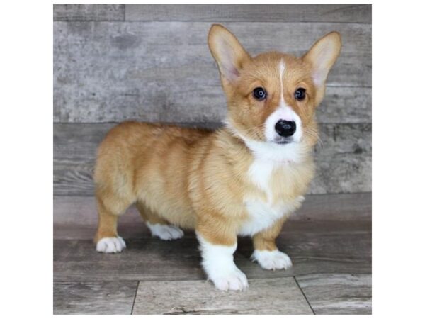 Pembroke Welsh Corgi-DOG-Female-Red / White-3412-Petland Florence, Kentucky