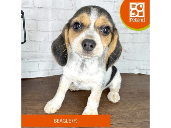 Beagle-DOG-Female-Black Tan / Bluetick-3429-Petland Florence, Kentucky