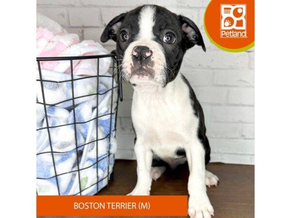 Boston Terrier DOG Male Black / White 3428 Petland Florence, Kentucky