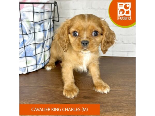 Cavalier King Charles Spaniel DOG Male Ruby 3420 Petland Florence, Kentucky