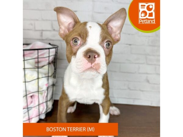 Boston Terrier DOG Male Seal / White 3372 Petland Florence, Kentucky