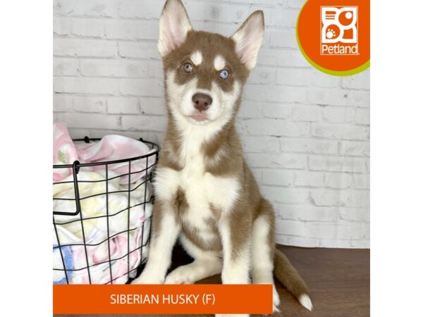 Siberian Husky DOG Female Chocolate / White 3414 Petland Florence, Kentucky