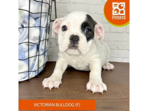 Victorian Bulldog DOG Female Black 3416 Petland Florence, Kentucky