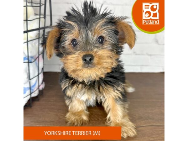 Yorkshire Terrier DOG Male Black / Tan 3417 Petland Florence, Kentucky