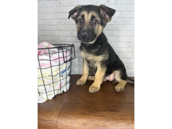 German Shepherd Dog-Dog-Female-Black / Tan-3426-Petland Florence, Kentucky