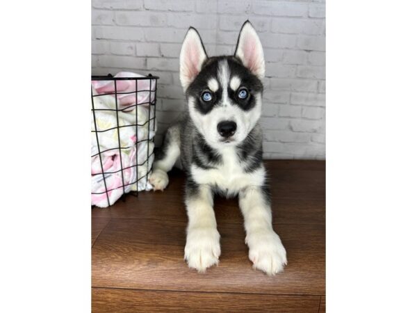 Siberian Husky-DOG-Male-Gray / White-3418-Petland Florence, Kentucky