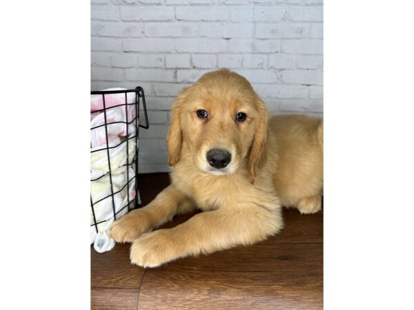 Golden Retriever-DOG-Female-Golden-3419-Petland Florence, Kentucky